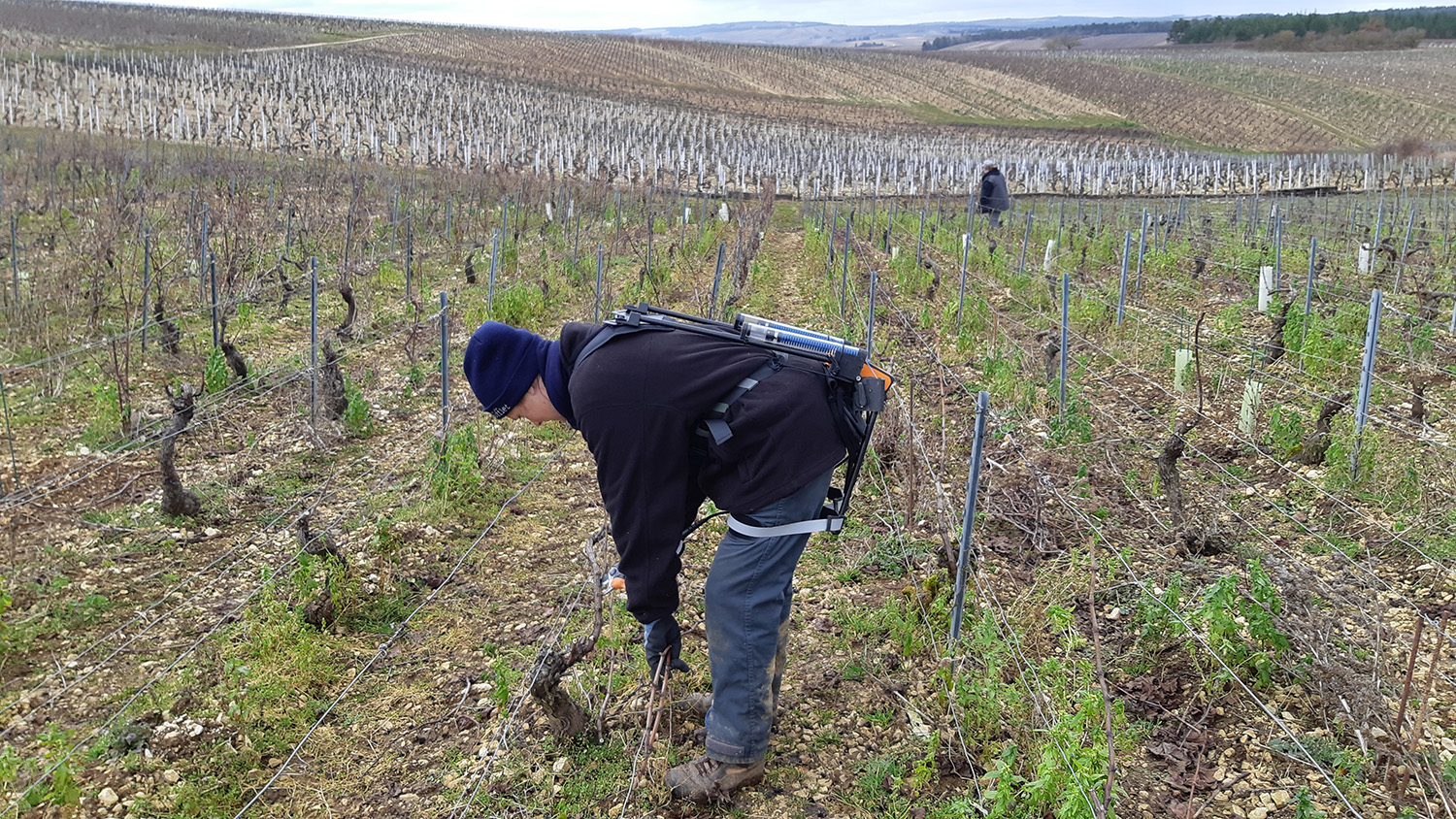 L'exoviti porté par un opérateur dans les vignes