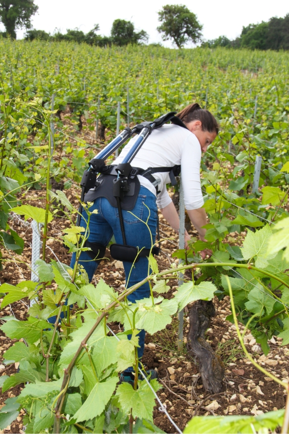 Exoviti en situation dans les vignes