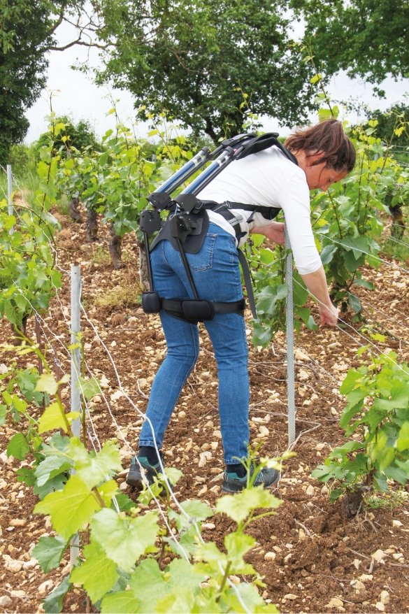 Exoviti en situation dans les vignes