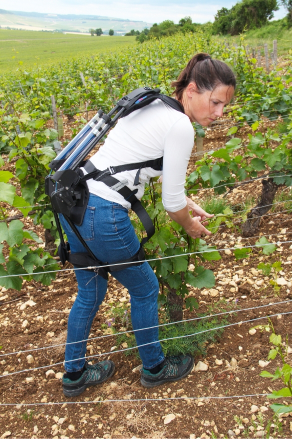 Exoviti en situation dans les vignes