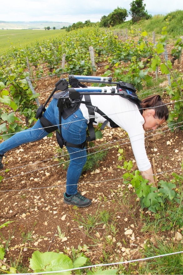 Exoviti en situation dans les vignes