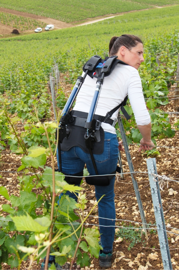 Exoviti en situation dans les vignes