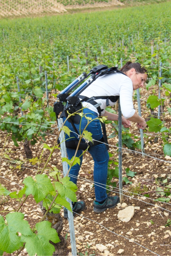 Exoviti en situation dans les vignes