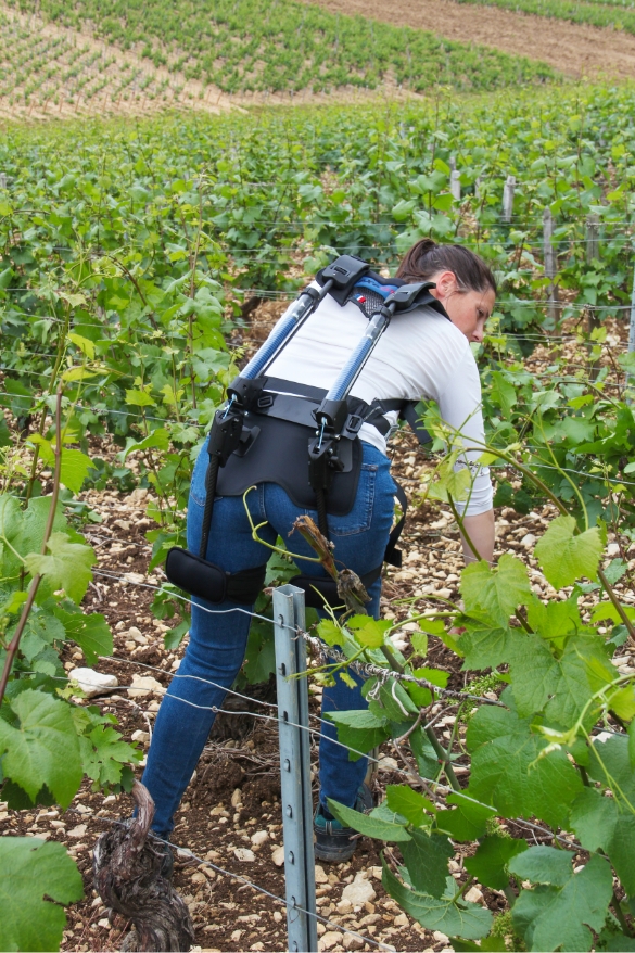 Exoviti en situation dans les vignes