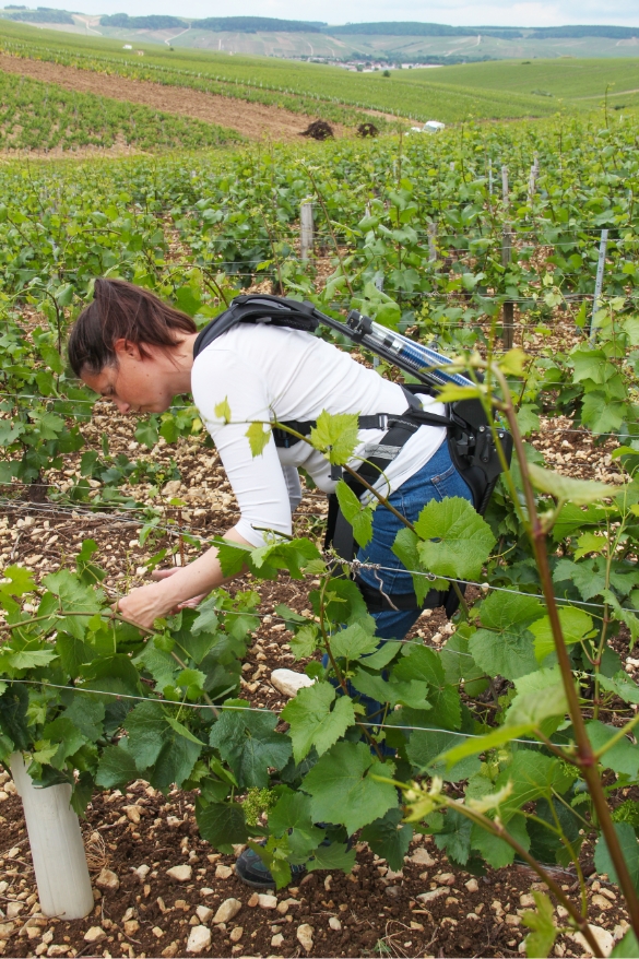 Exoviti en situation dans les vignes