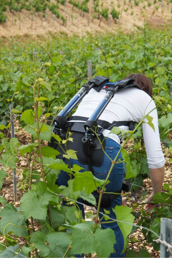 Exoviti en situation dans les vignes