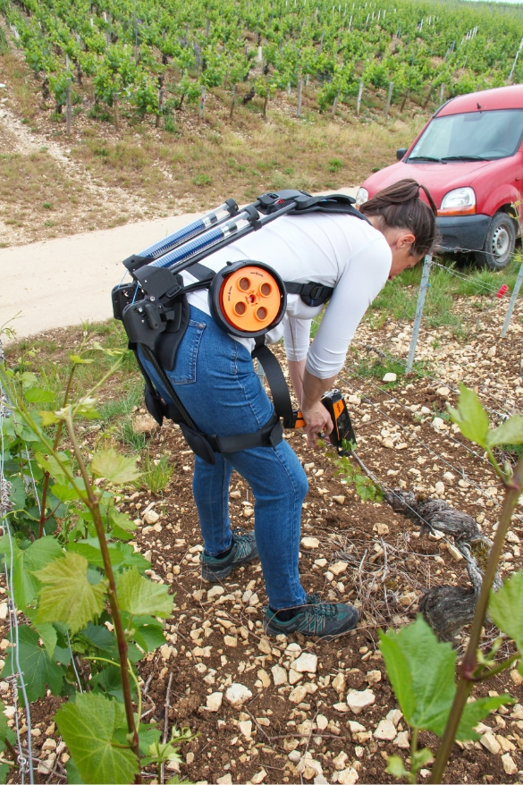 Exoviti en situation dans les vignes