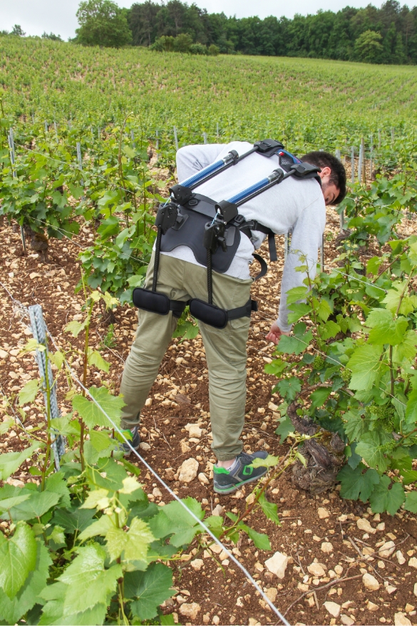 Exoviti en situation dans les vignes