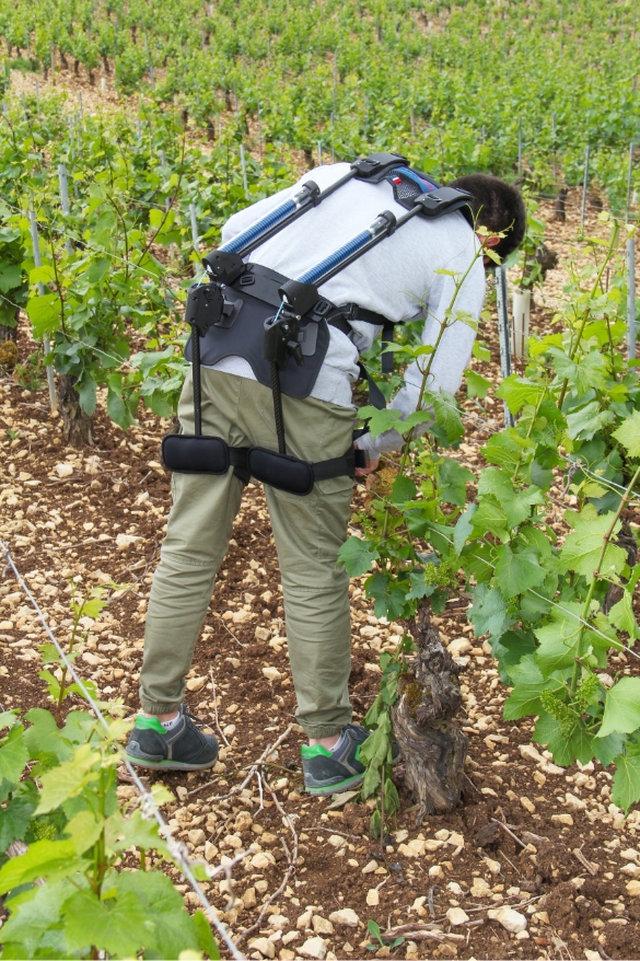 Exoviti en situation dans les vignes