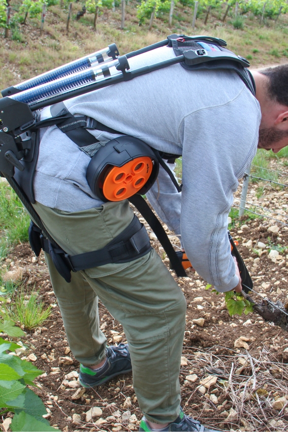 Exoviti en situation dans les vignes