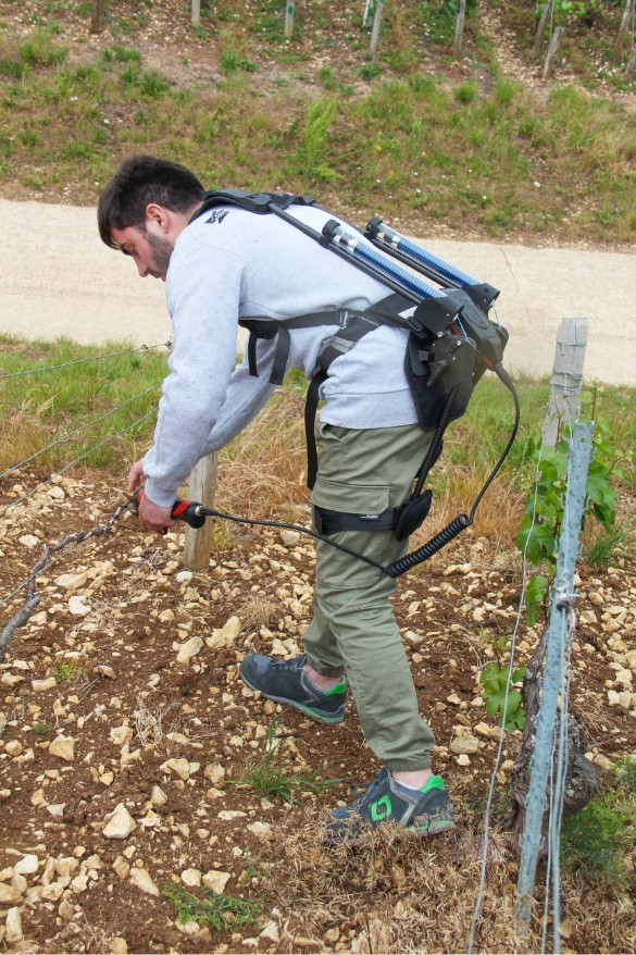 Exoviti en situation dans les vignes