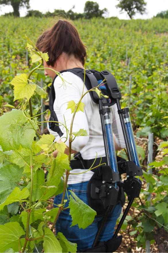 Exoviti en situation dans les vignes